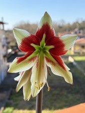 Hippeastrum C1810-1 x