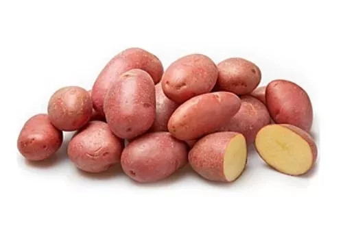 Virgo potato seeds - virgo,