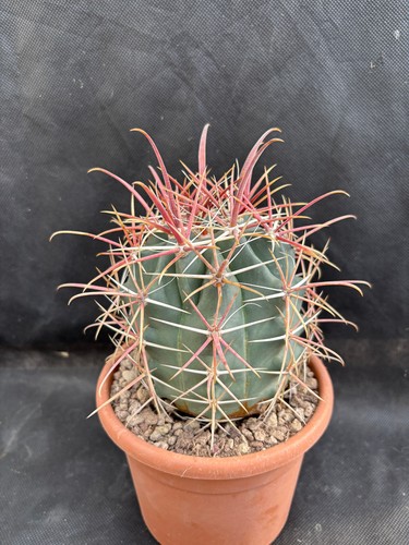 Ferocactus peninsulae - ferocactus,