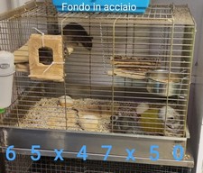 Gabbia x Degu, Cincillà