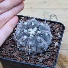 Gymnocalycium esperanzae -