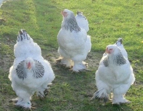 Uova feconde brahma purezza - feconde,