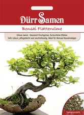 Semi bonsai semi semina pino