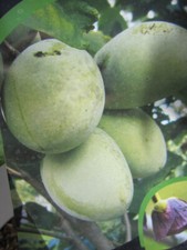 Asimina triloba Rebecca' s Gold - Indianerbanane Rebeccas Gold - 80-100cm