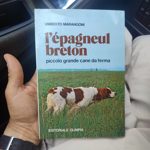 épagneul breton - l’Épagneul,