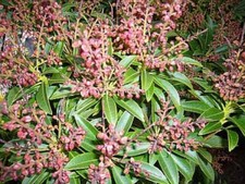Pieris japonica cupido - pieris,