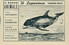 R@R@ FIGURINA DEL REGNO