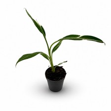 Musa Variegata (pianta di