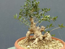 Bonsai olivastro 23x19cm - olivastro,