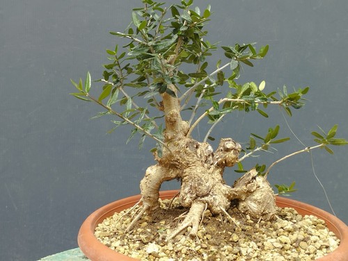 Bonsai olivastro 23x19cm - bonsai,