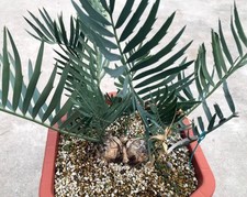 Rari cactus Encephalartos