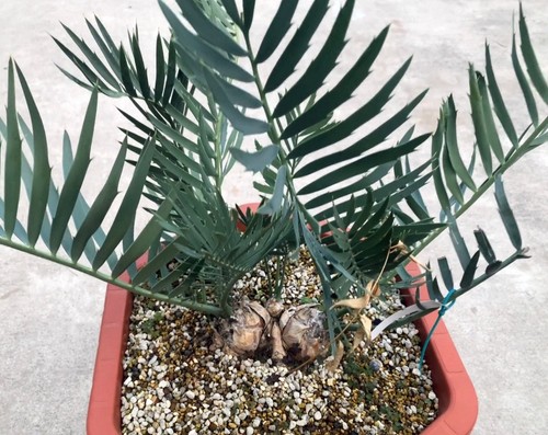 Rari cactus encephalartos - rari,