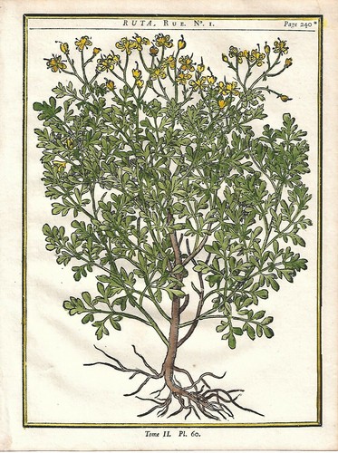 Stampa antica erbario ruta - stampa,
