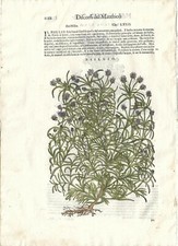 Stampa antica MATTIOLI