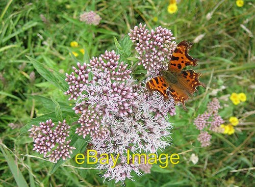 Photo 6x4 comma butterfly - photo,