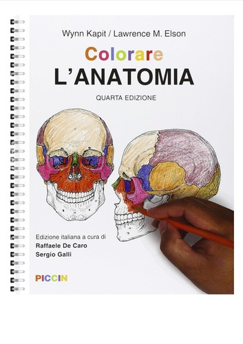 Colorare anatomia kapit - l'anatomia,