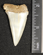 Grande dente fossile di squalo