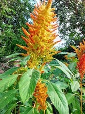 Amaranto Autumn Touch -