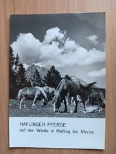 CARTOLINA ITALIA MERANO CAVALLI HAFLINGER AL PASCOLO IN HAFLING ITALY postcard