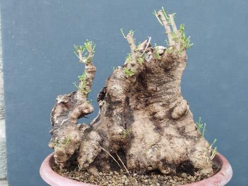 Bonsai olivastro 47x40 in - 47x40,