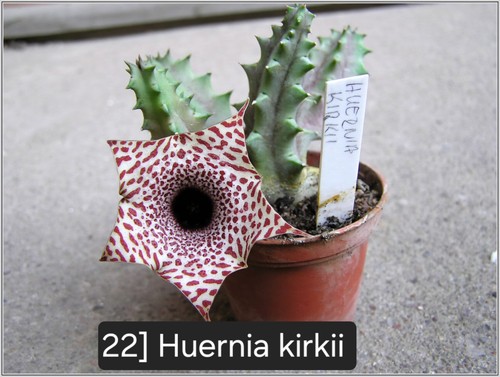 Talea radicata huernia - radicata,