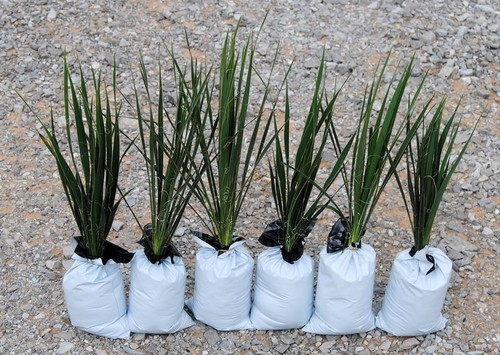 Piante yucca grandi - grandi, 15-20