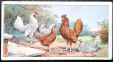 SEBRIGHT POULTRY BREED    Vintage 1915 Illustrated Livestock Card  EE16