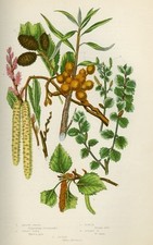 Stampa Botanica Antica 1899
