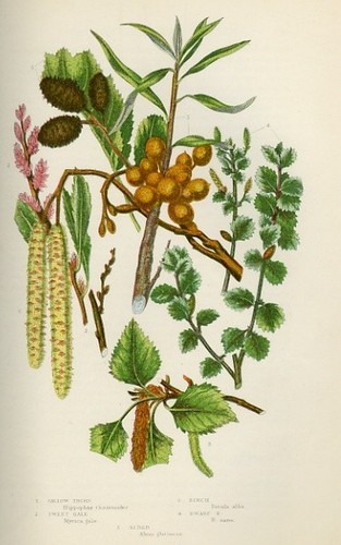 Stampa botanica antica 1899 - antica,
