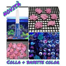 ✅NEW! Kit 1 Colla +12 Basette COLOR Talee Coralli Acquario Marino Frags Sps Lps