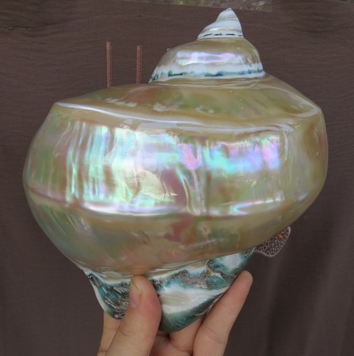 Large pearlized turbo - large,