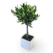 Mini alberello Di ulivo in