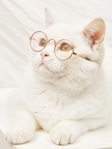 Simpatici occhiali gatto - occhiali,