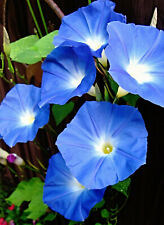 Semi di verricello sfarzoso "Heavenly Blue", Ipomoea tricolore, Morning glory 
