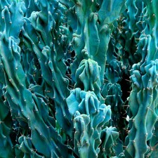 Semi di cactus Cereus repandus