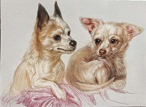 Ritratto cani chihuahuas - cani,