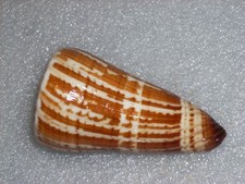 Conus maldivus unique pattern - maldivus,