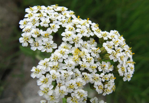 Semi erbe biologiche - semi, di