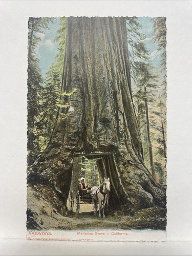 Wawona mariposa grove - mariposa,