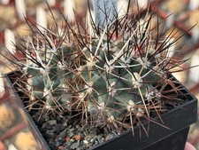 Sclerocactus glaucus SB 141 -
