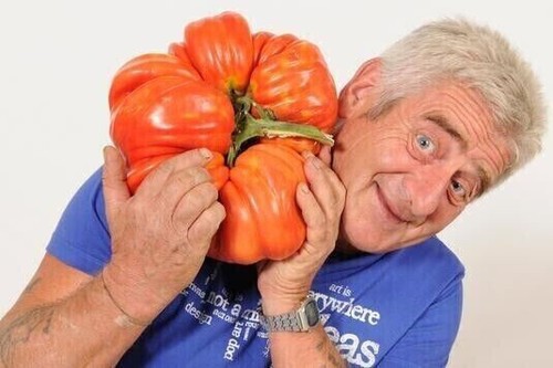 Semi pomodoro gigante - 50,