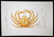 1831,PRETRE ORIGINALE ENGR. BELLISSIMO ANTICO ACQUERELLO SUPERBO GRANCHIO RAGNO XM1