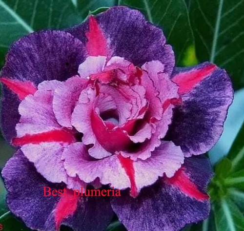 Adenium obesum desert rose - obesum, "