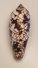Conus aulicus great - aulicus,