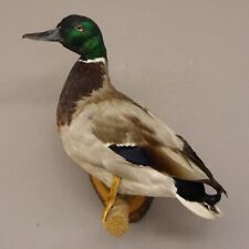 Germano Reale Anatra Preparato Trofeo Decorazione Con Genehmigung Zum Vendita