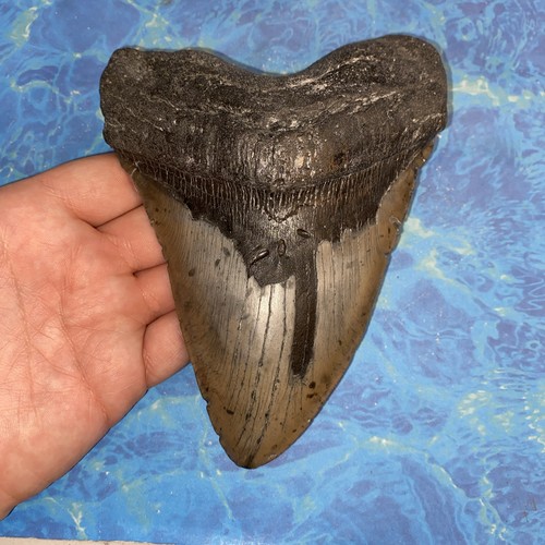Megalodonte dente squalo - dente, di