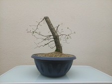 BONSAI OLMO (ULMUS MINOR)🌄
