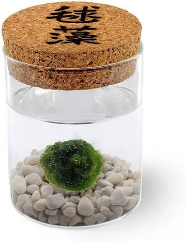Marimo originale vaso di - vaso,