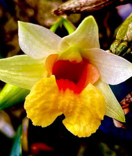 Dendrobium bellatulum