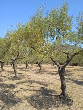 terreno agricolo con 80 piante di ulivo 4000 MQ ben curato potatura recente  